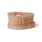Formlabs Dental Model Resin V3 1L